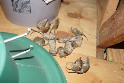 mouse trapping